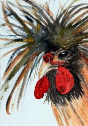 Polish Golden Chicken